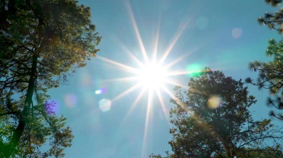 mixkit-sun-flares-seen-under-two-trees-51110-hd-ready